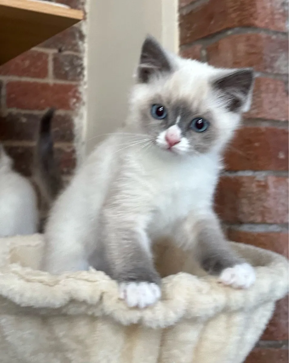 Ragdoll Kittens - Image 3