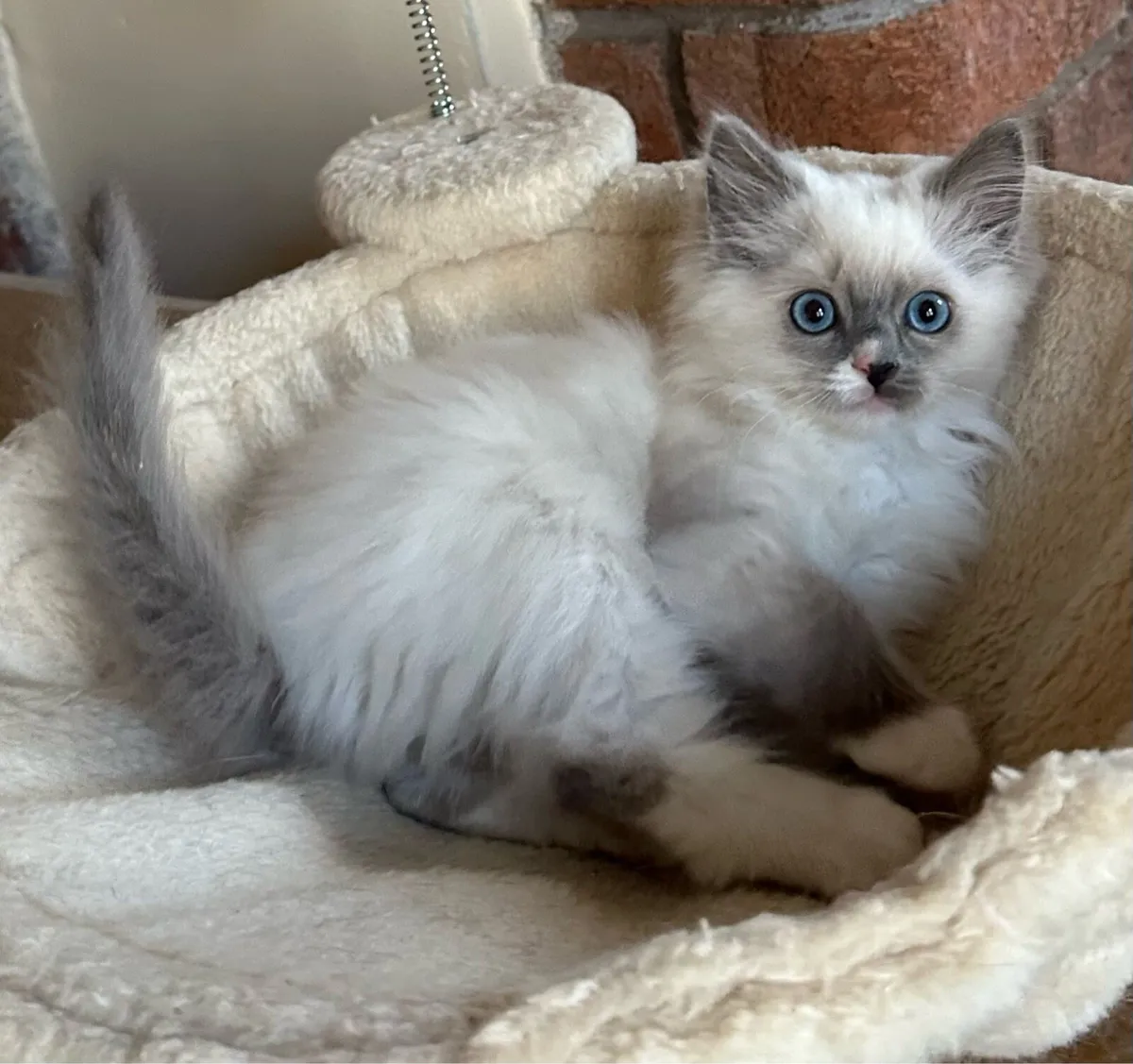 Ragdoll Kittens - Image 4