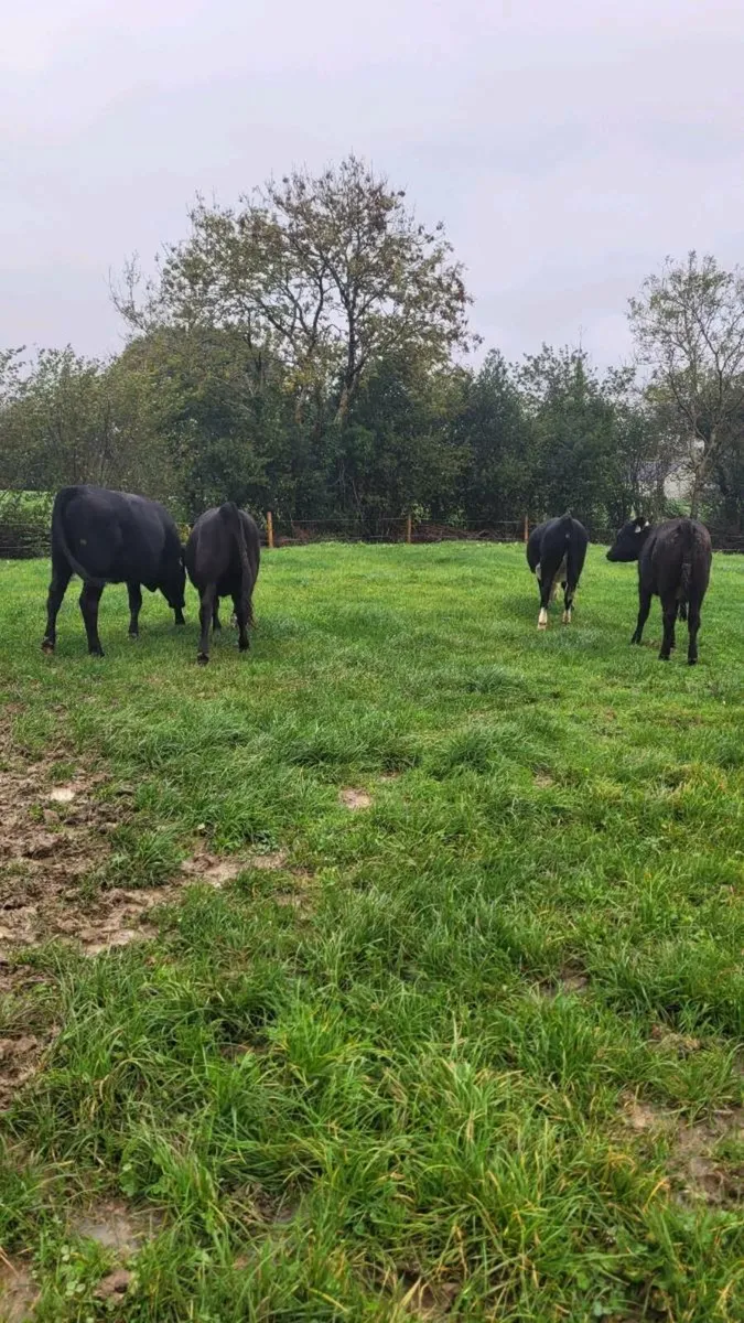 Lim ,angus ,hereford heifers - Image 2
