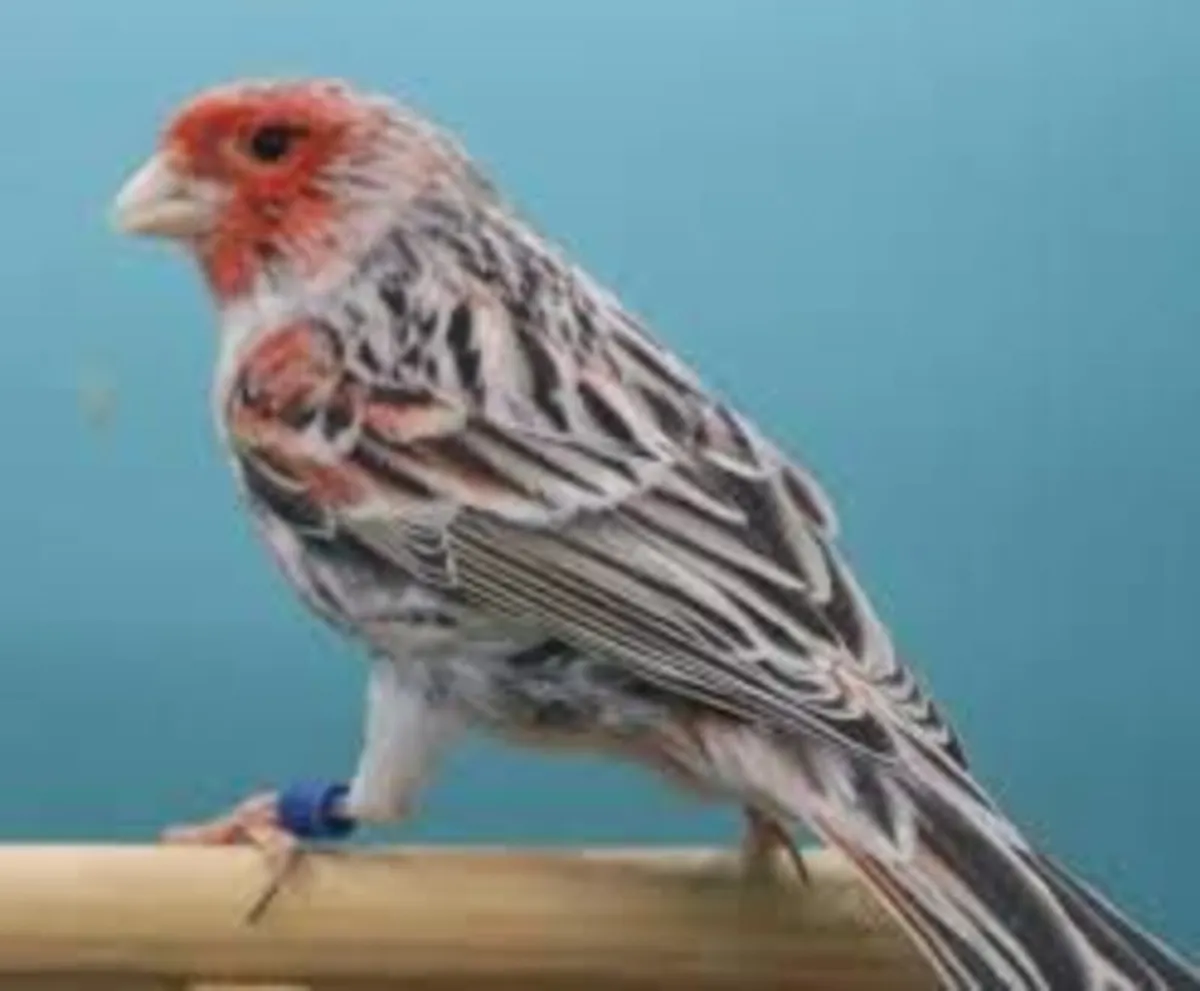 !! Wanted !! red agate canary - Image 1