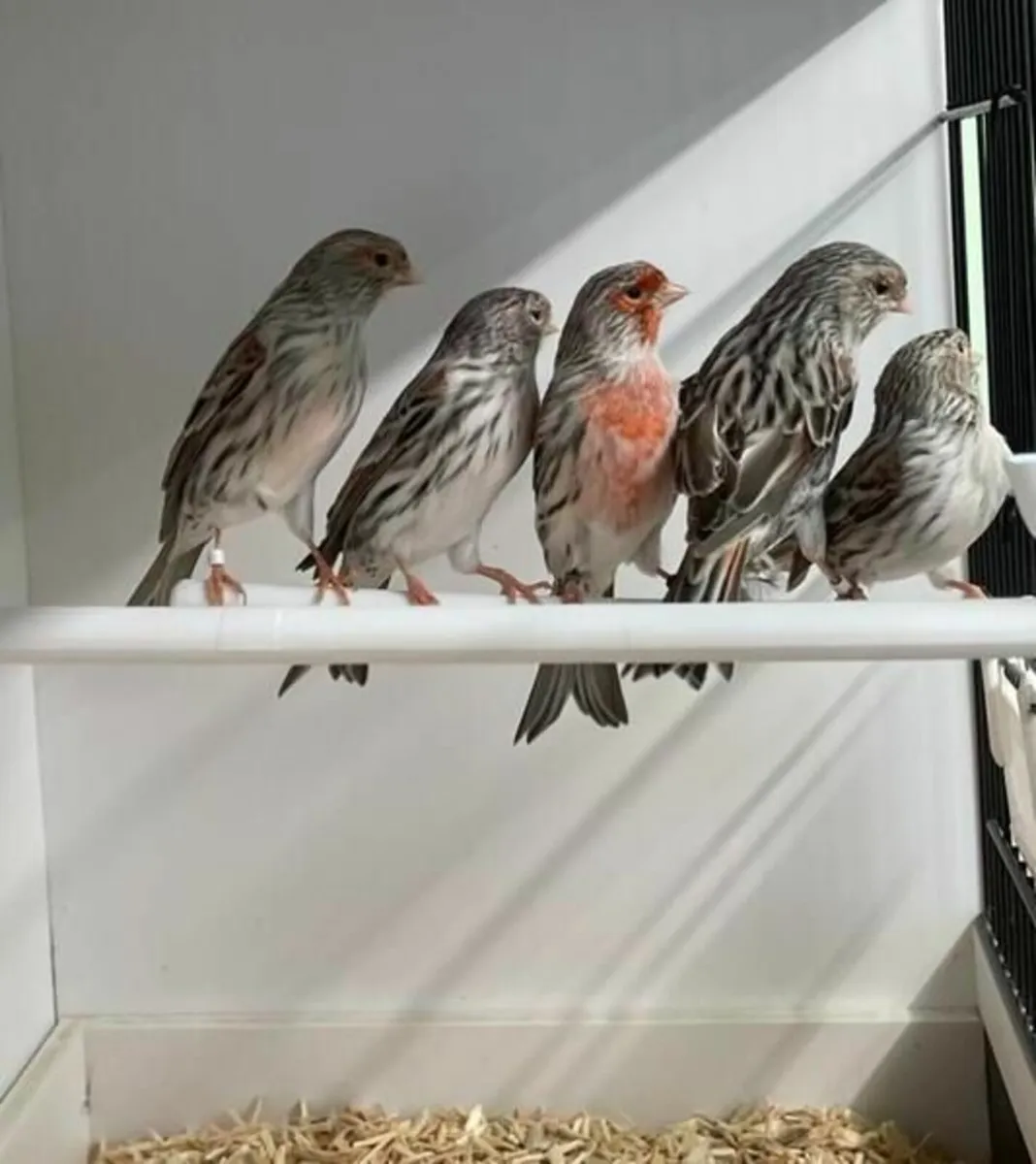 !! Wanted !! red agate canary - Image 2