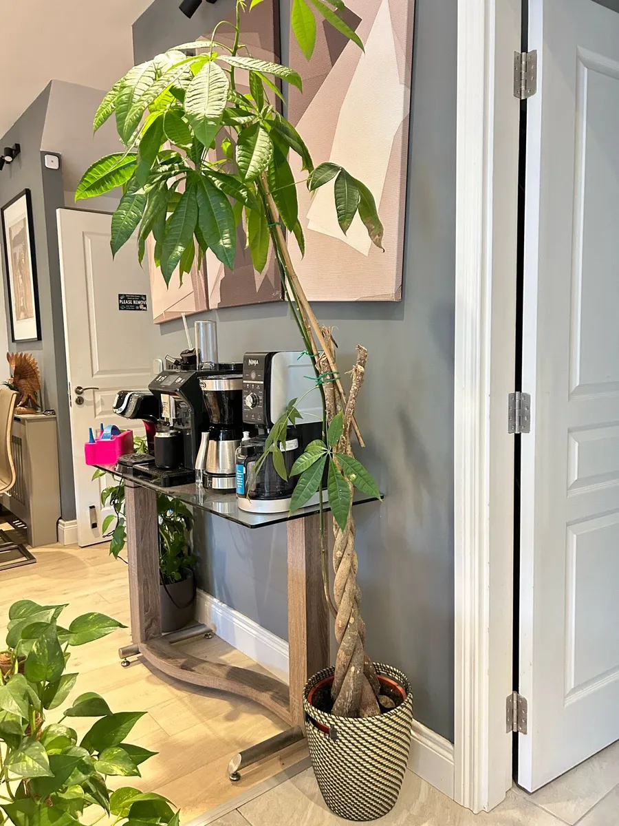 IKEA money tree 6ft tall and pot - Image 1