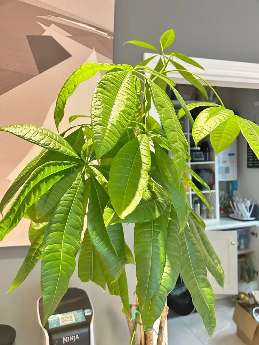 IKEA money tree 6ft tall and pot - Image 2