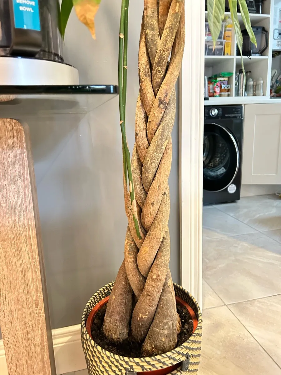 IKEA money tree 6ft tall and pot - Image 4