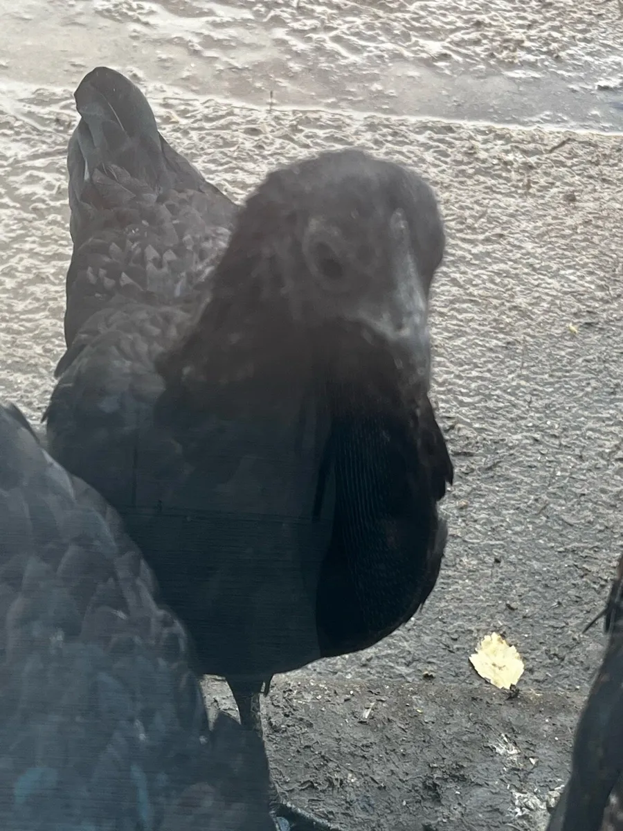 Variety Of Chicken Breeds - Image 2