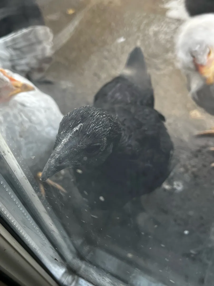 Variety Of Chicken Breeds - Image 3