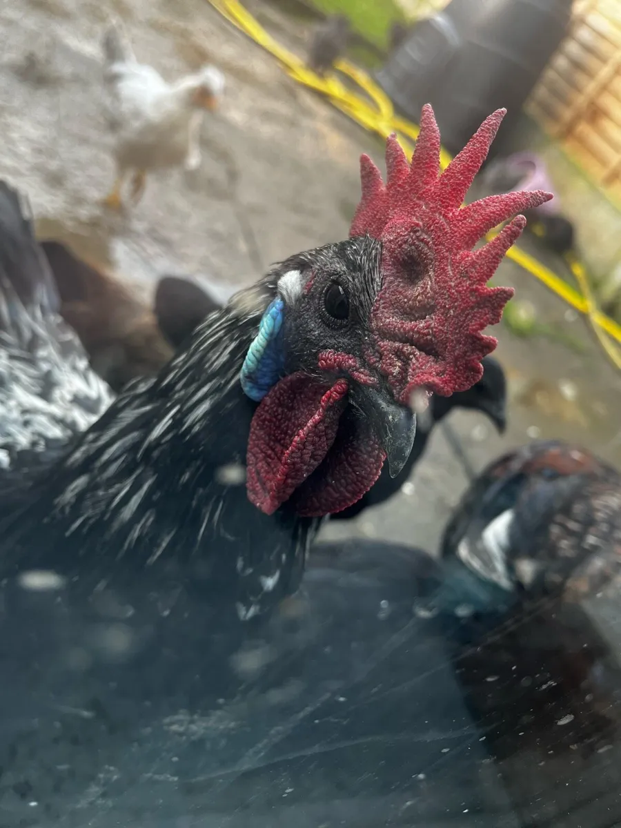 Variety Of Chicken Breeds - Image 4