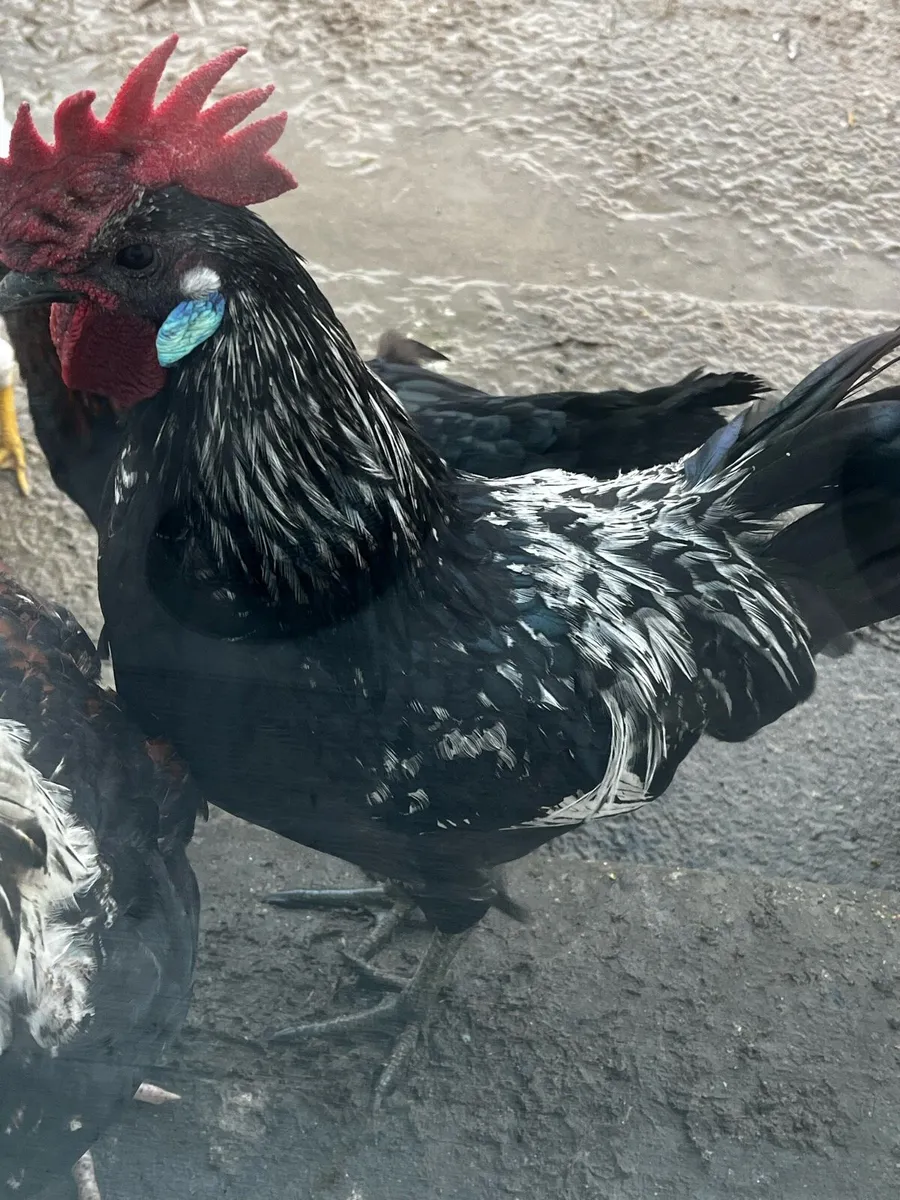 Variety Of Chicken Breeds - Image 1