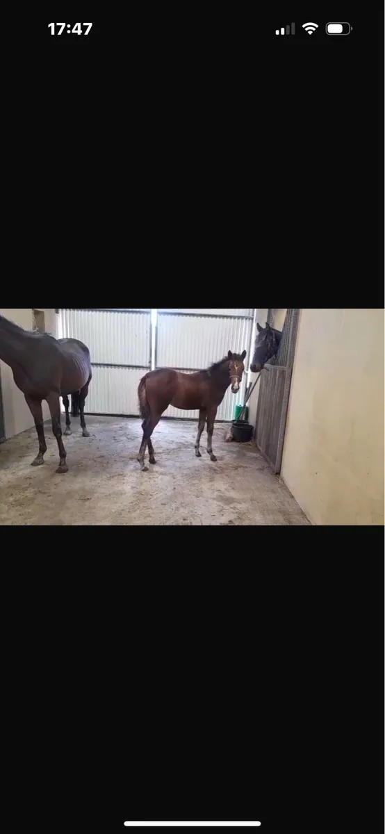Filly Foals Centennial, Casago 11 & HSF Cornet Nab - Image 1