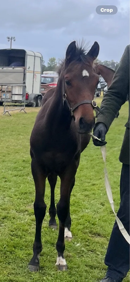 Filly Foals Centennial, Casago 11 & HSF Cornet Nab - Image 2