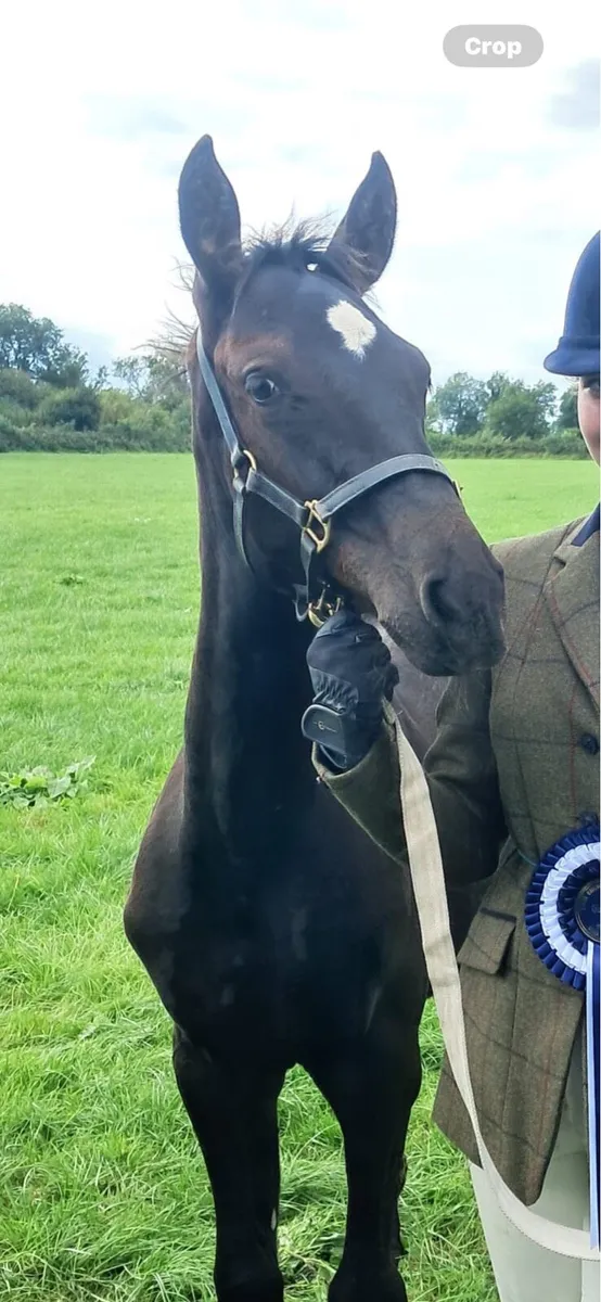 Filly Foals Centennial, Casago 11 & HSF Cornet Nab - Image 3