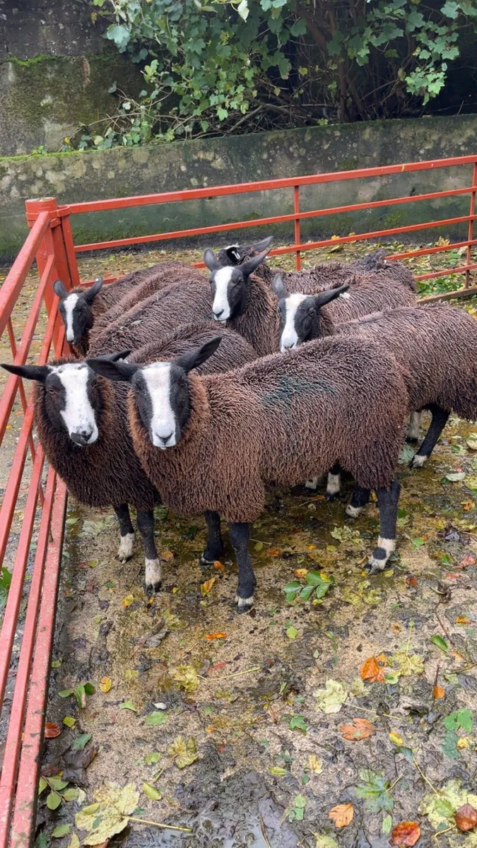 Zwartbles ewe lambs - Image 1