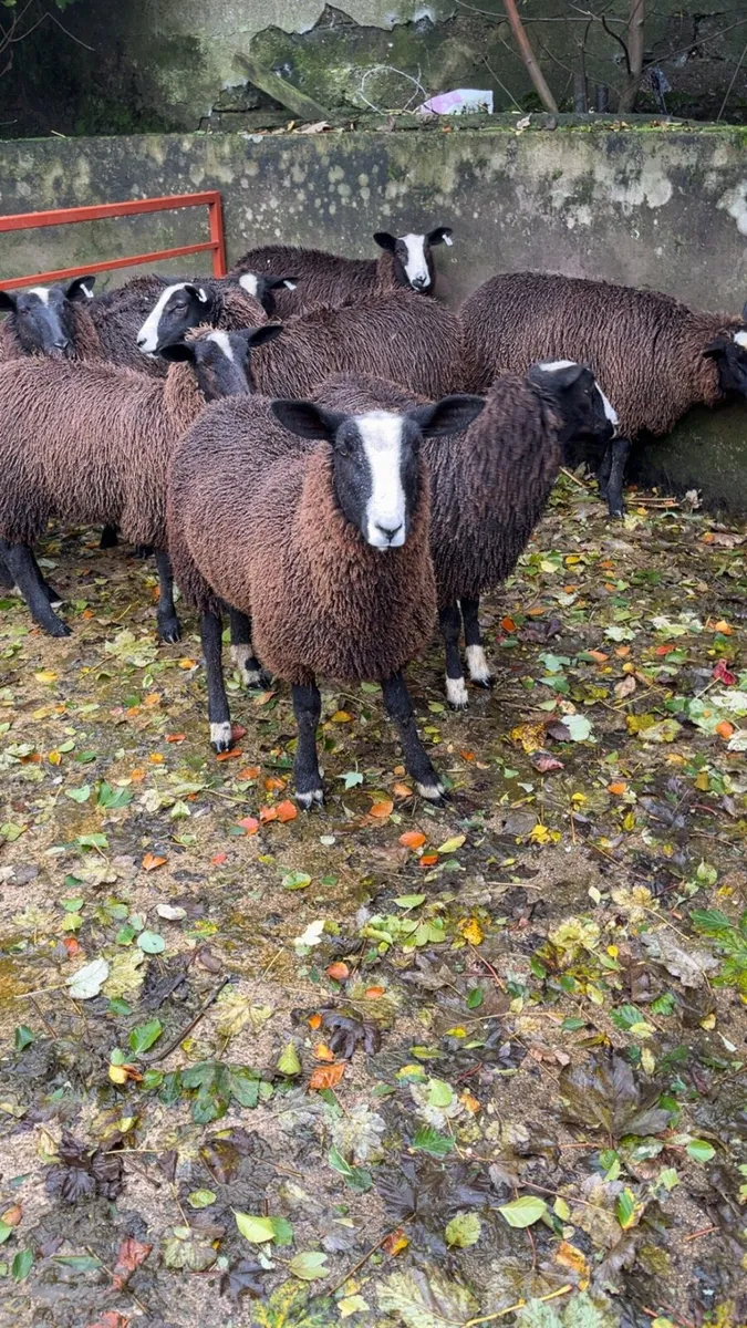 Zwartbles ewe lambs - Image 2