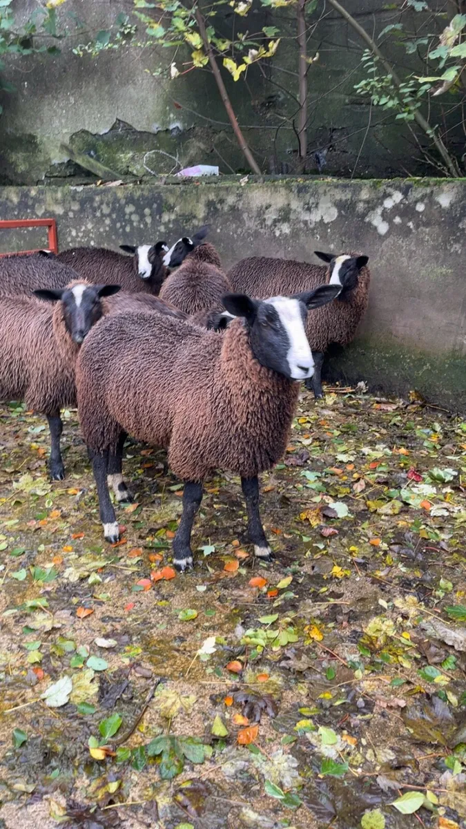 Zwartbles ewe lambs - Image 3