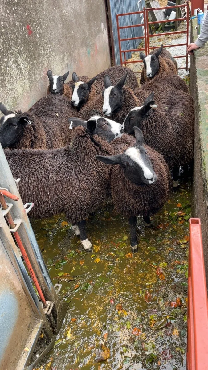 Zwartbles ewe lambs - Image 4