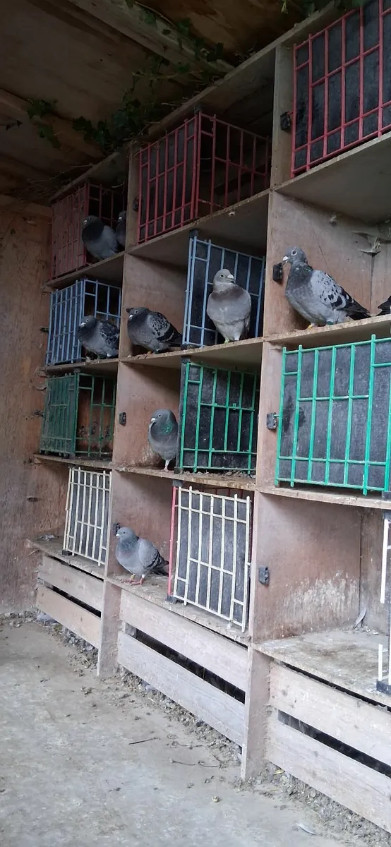 Pigeons - Image 1
