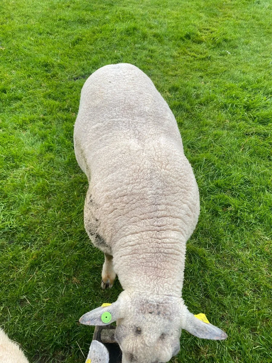SIS approved CH RAM - Image 3