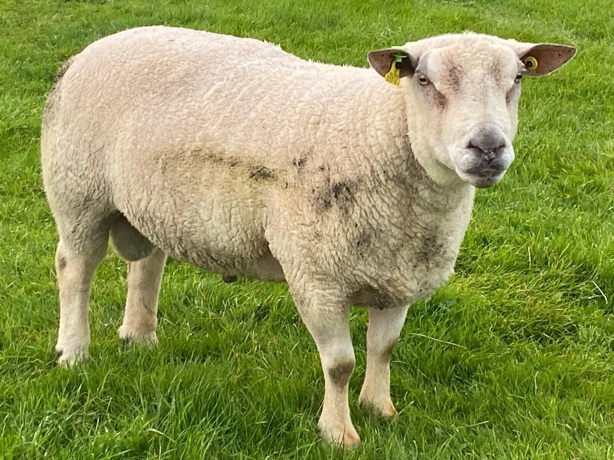 SIS approved CH RAM - Image 1