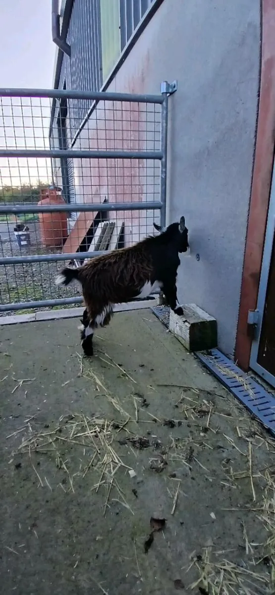 Kid goat - Image 2