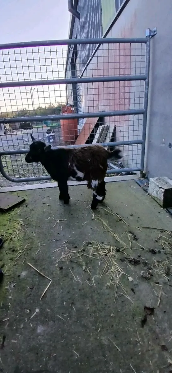 Kid goat - Image 3