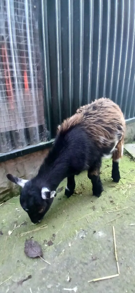 Kid goat - Image 4