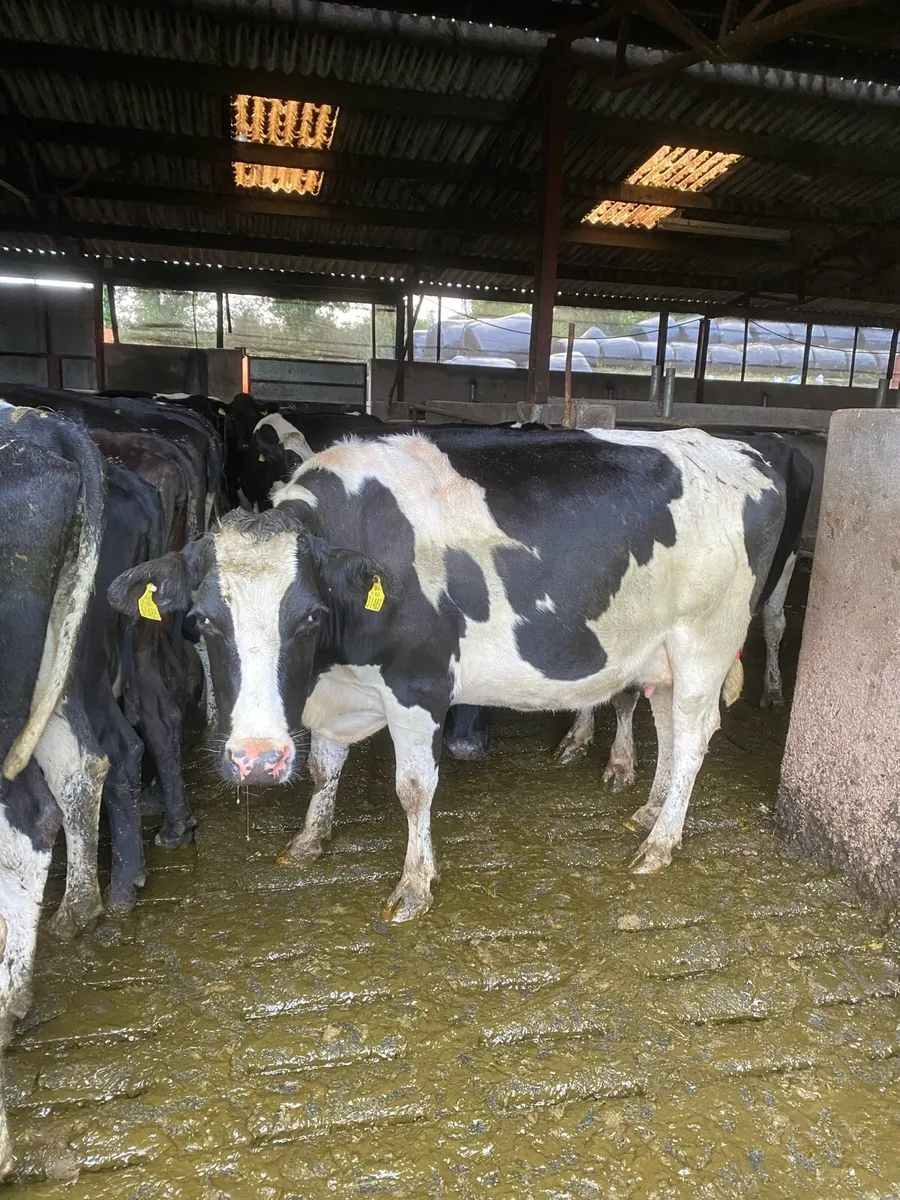 High SCC cow - Image 1