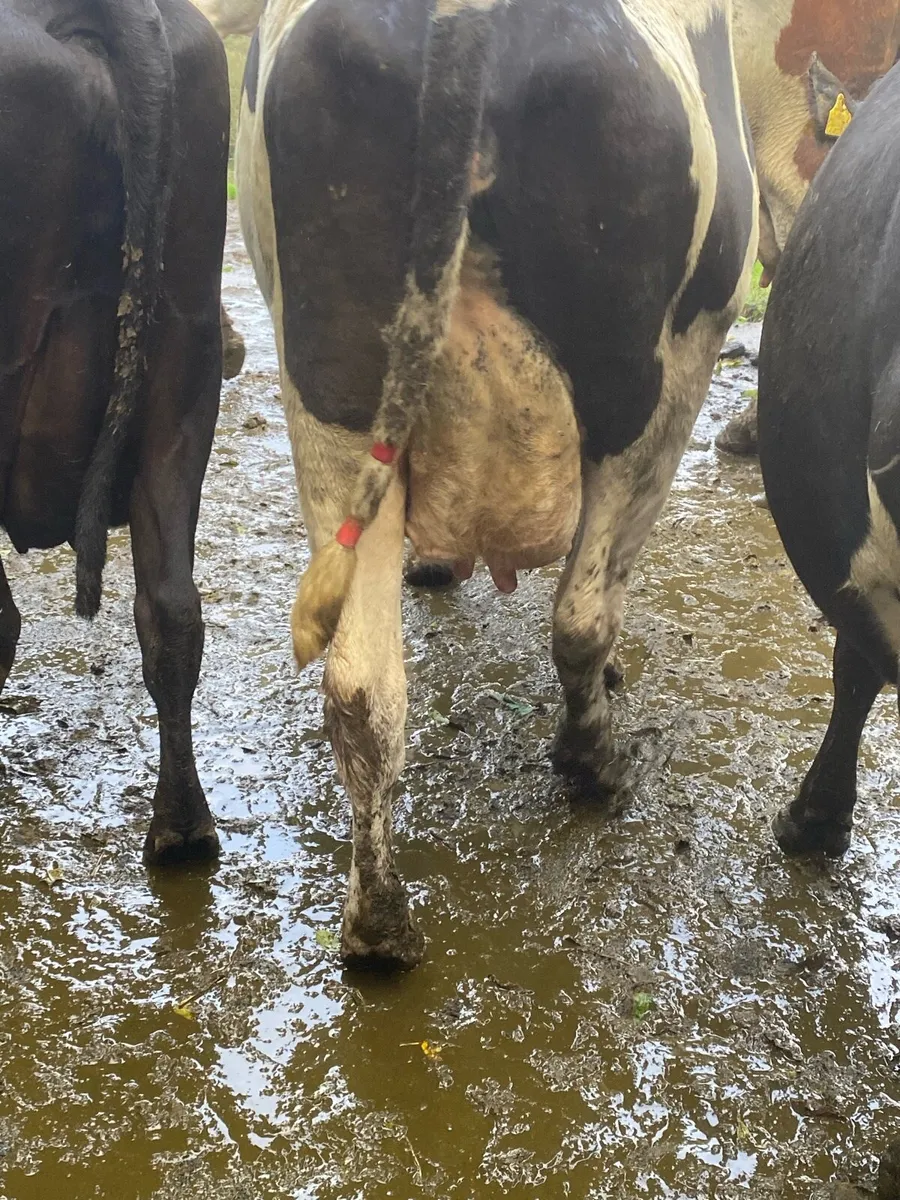 High SCC cow - Image 2