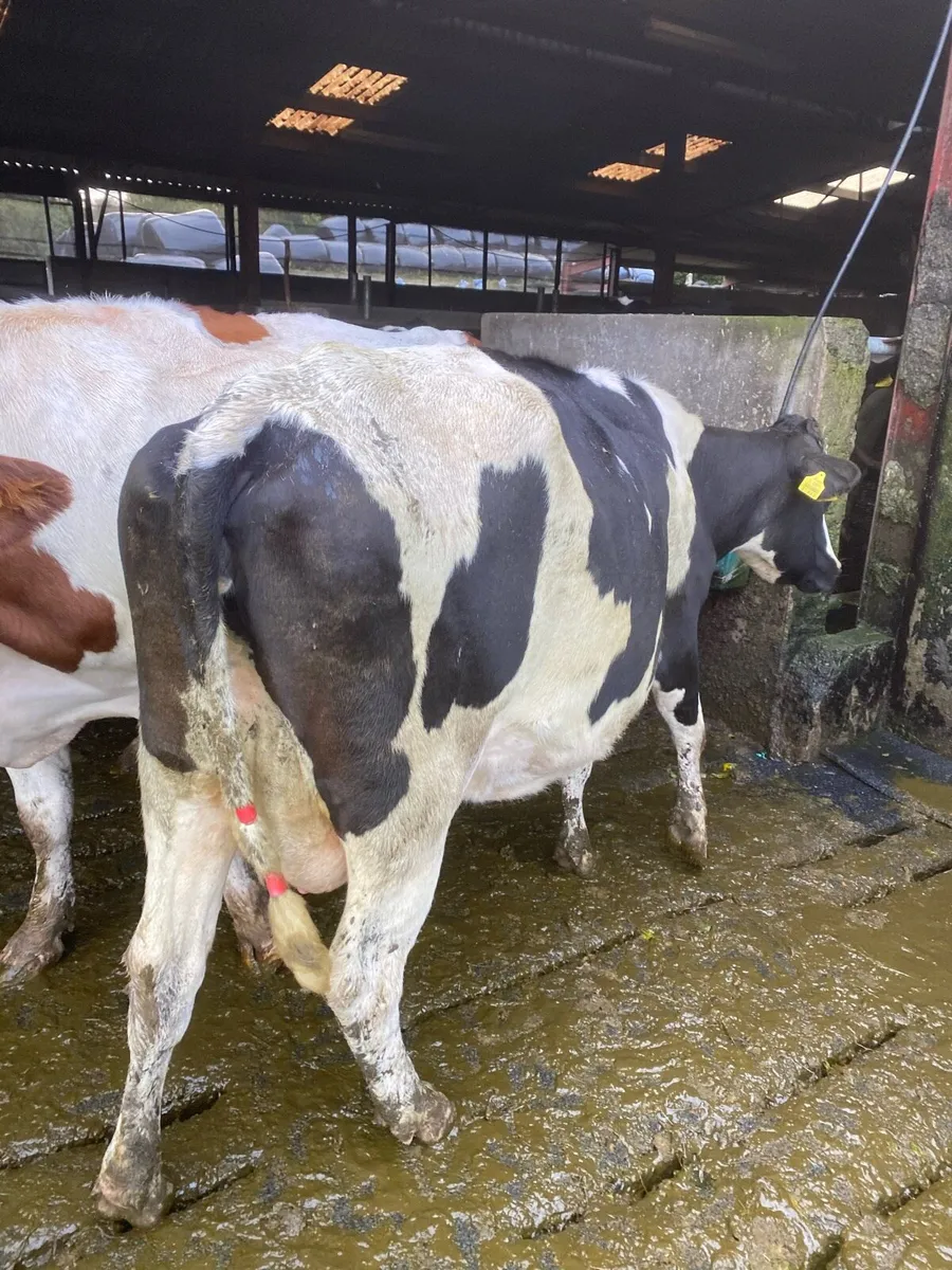 High SCC cow - Image 3