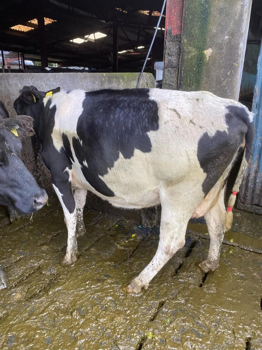 High SCC cow - Image 4