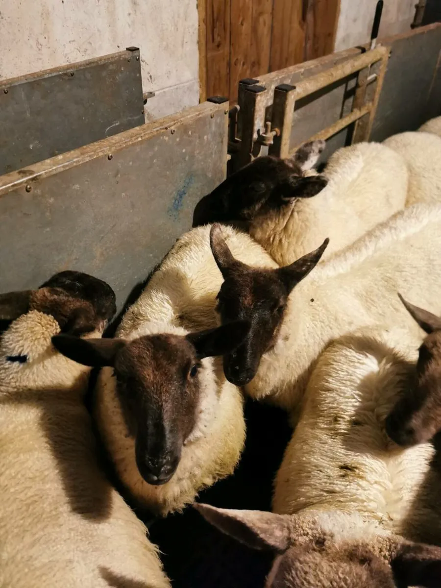 Suffolk ewe lambs and Purebred Lanark Ram - Image 4