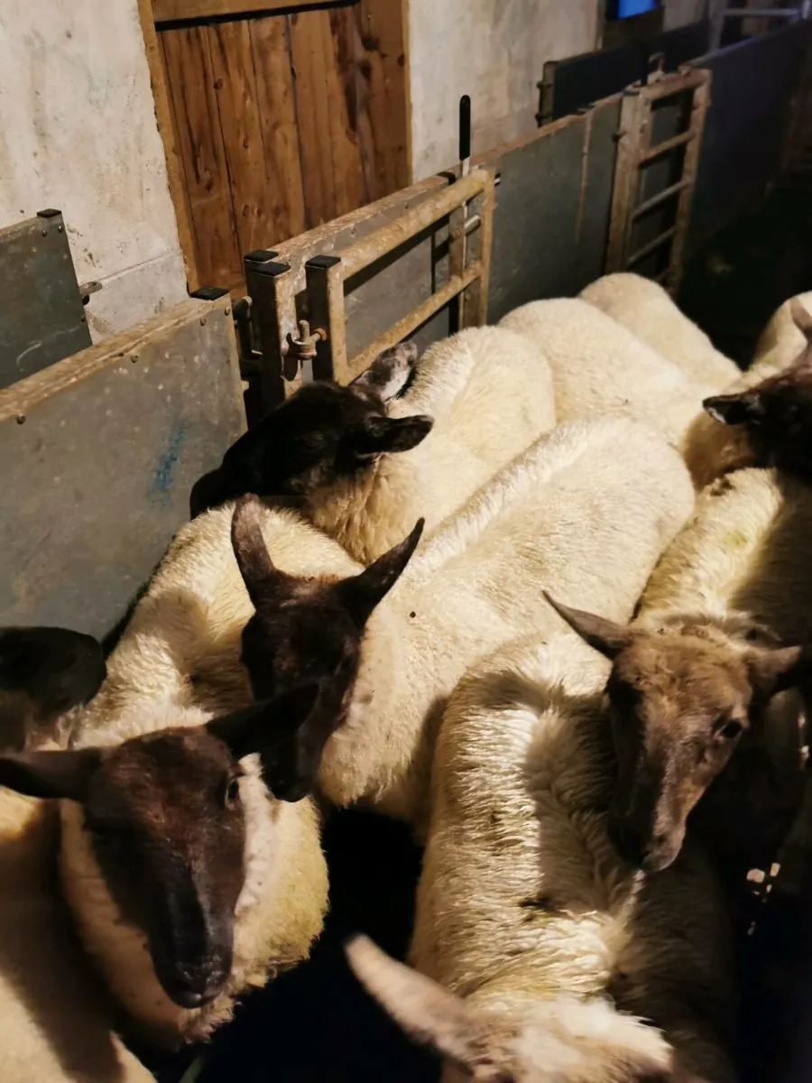 Suffolk ewe lambs and Purebred Lanark Ram - Image 1