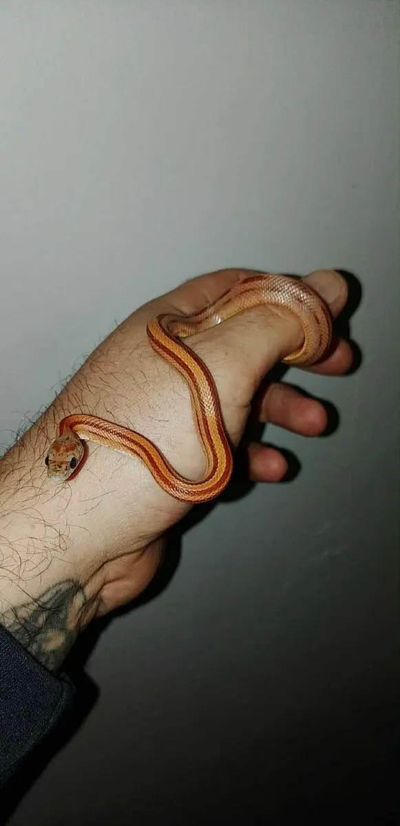 Reptiles - Image 4