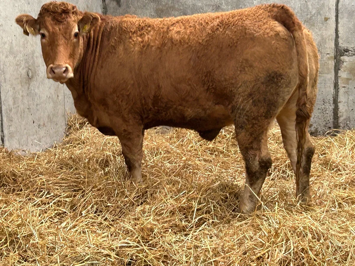 5 red limousine incalf heifers - Image 2