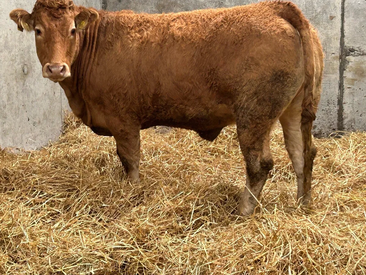 5 red limousine incalf heifers - Image 3