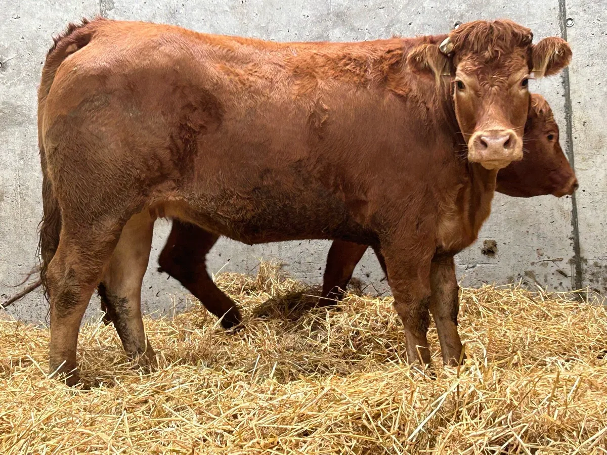 5 red limousine incalf heifers - Image 4