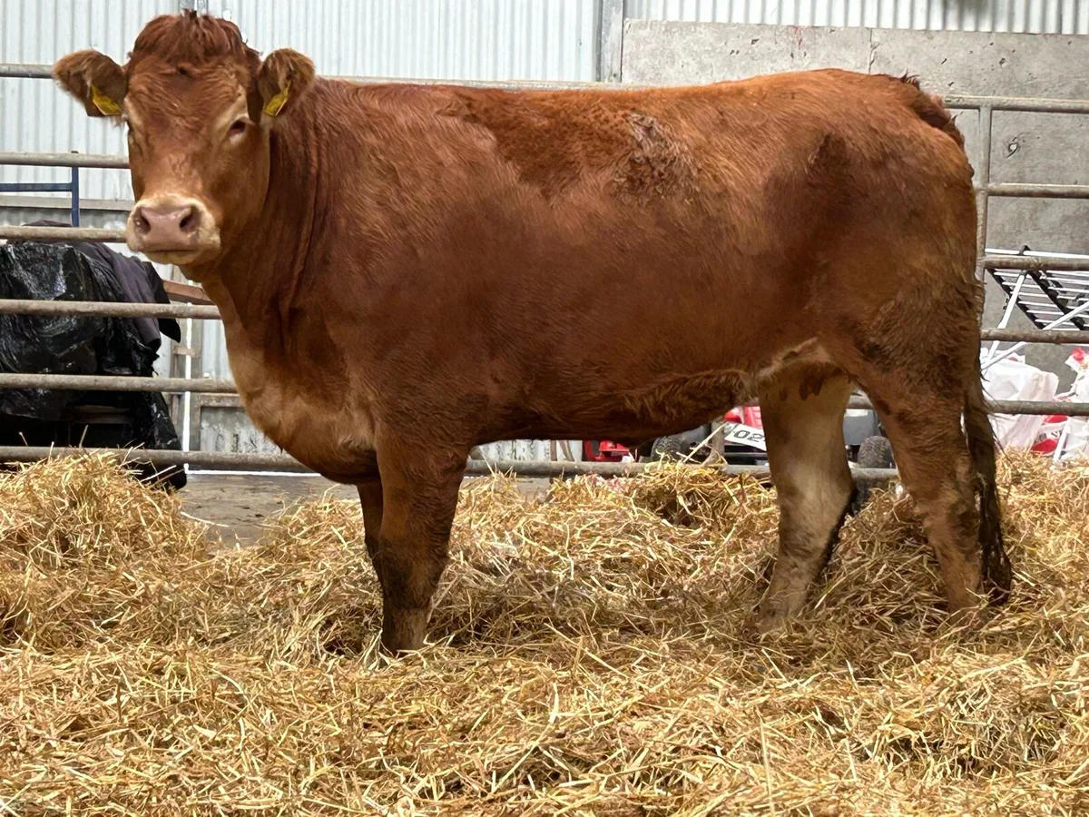 5 red limousine incalf heifers - Image 1