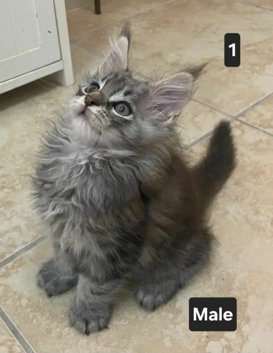 Purebred Maine Coon kittens - Image 1