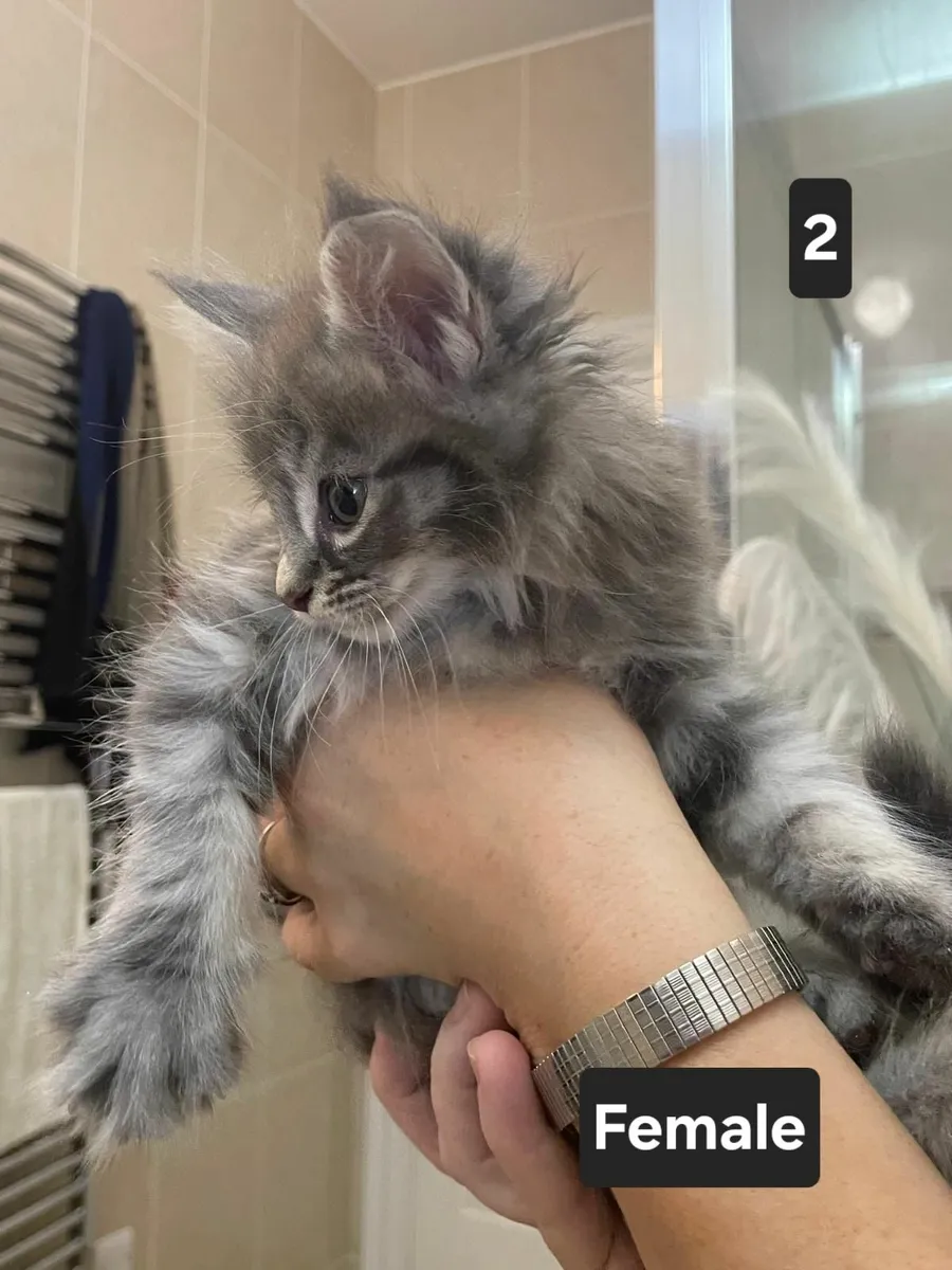 Purebred Maine Coon kittens - Image 2