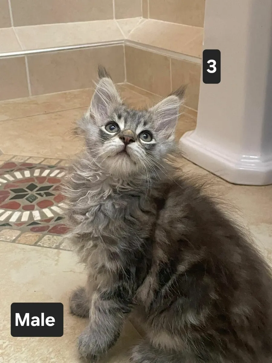 Purebred Maine Coon kittens - Image 3