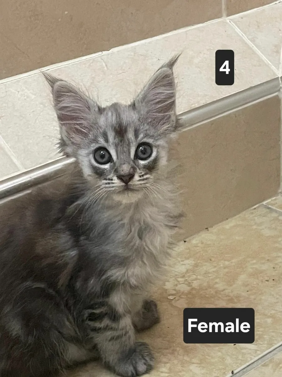 Purebred Maine Coon kittens - Image 4