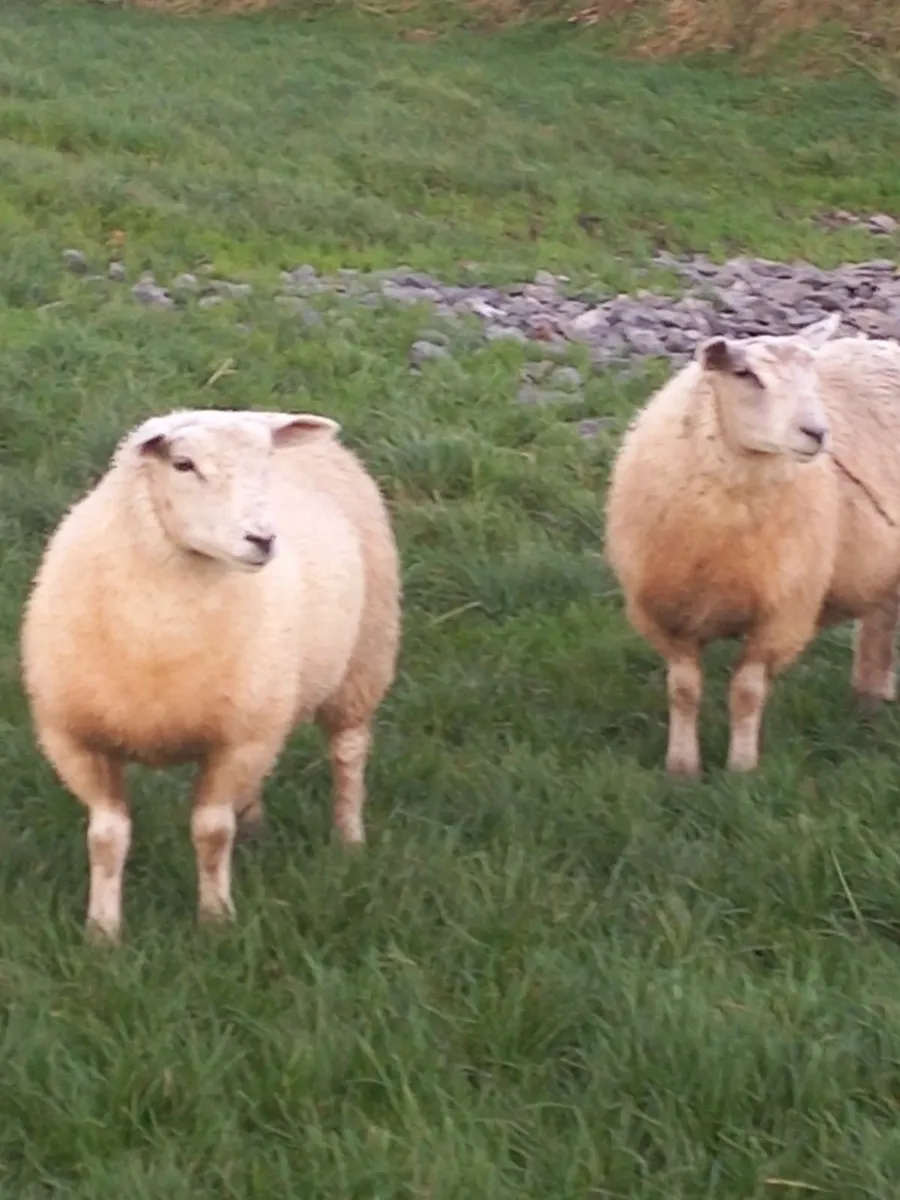 Ewe Lambs Replacement Suffolk \ Texel - Image 1