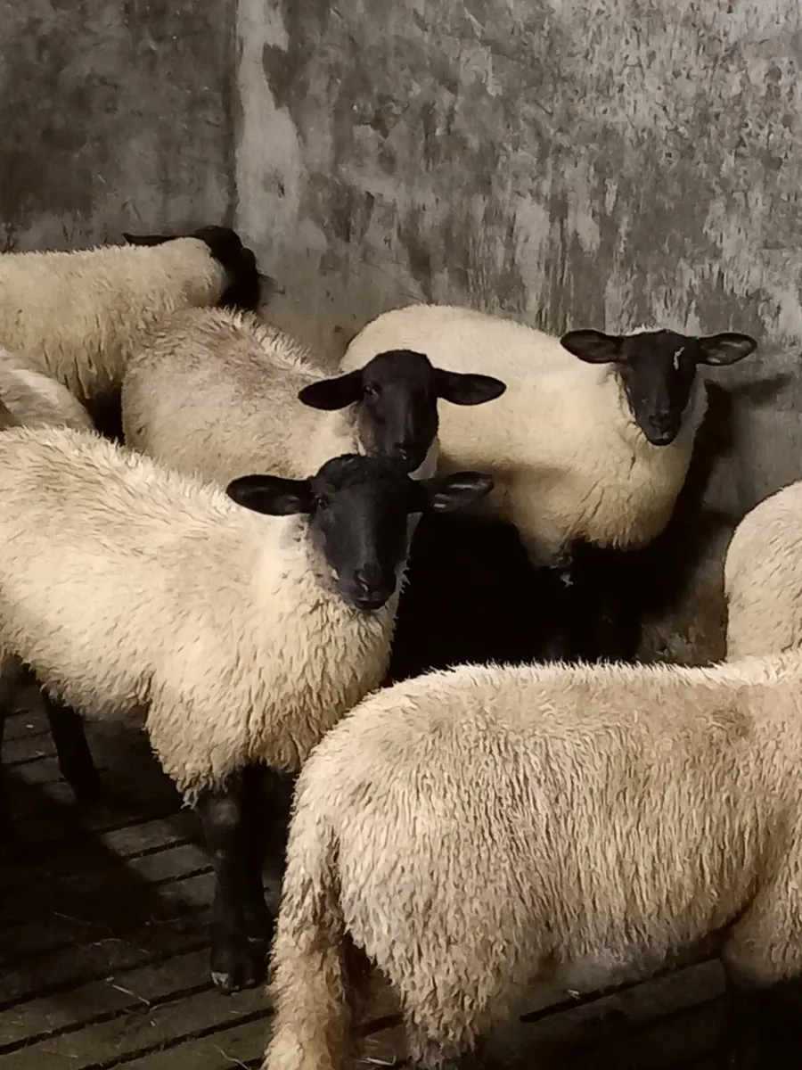 Ewe Lambs Replacement Suffolk \ Texel - Image 2