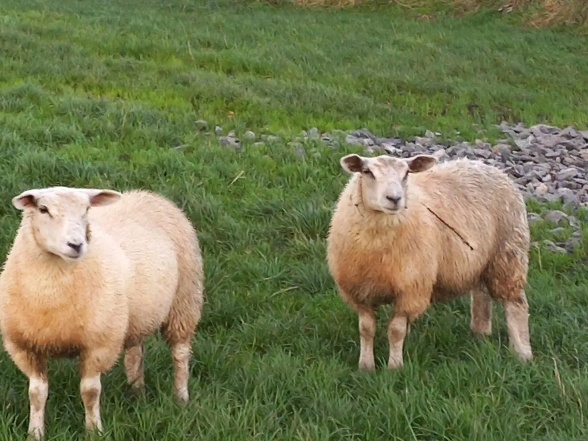 Ewe Lambs Replacement Suffolk \ Texel - Image 3