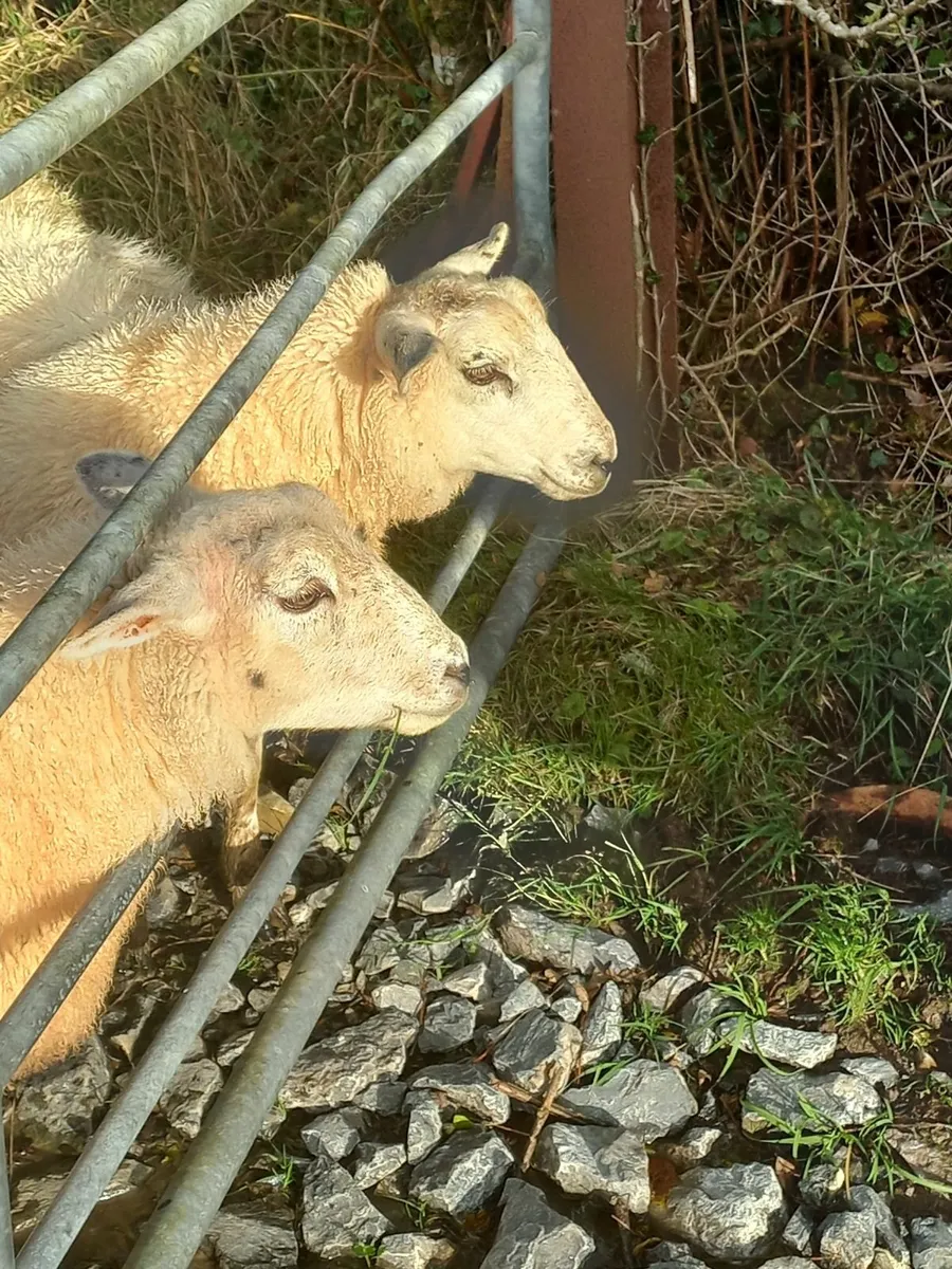 Ewe Lambs Replacement Suffolk \ Texel - Image 4