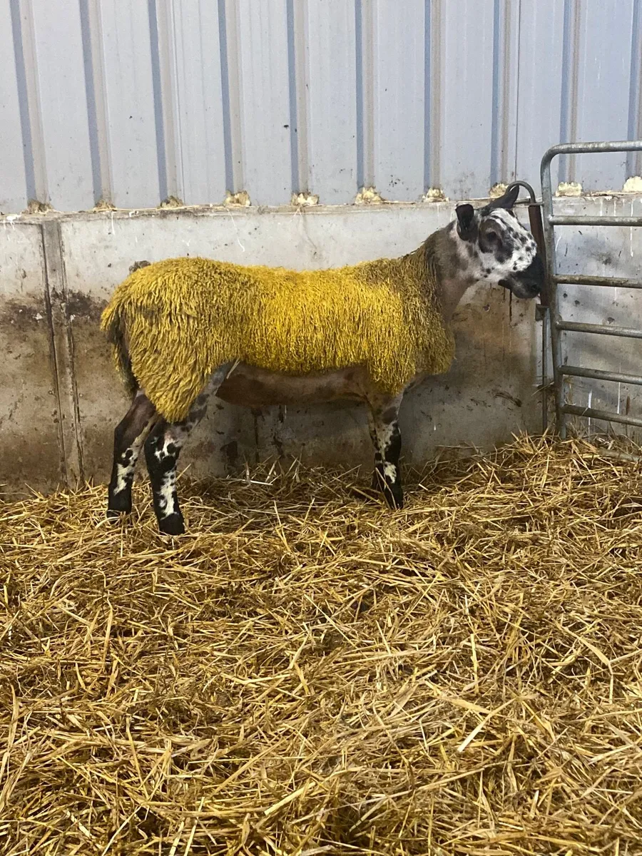 Livestock - Image 1
