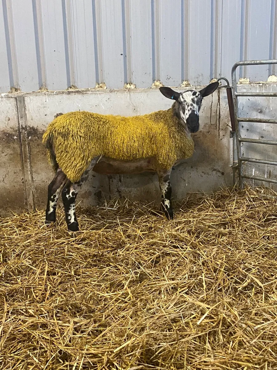 Livestock - Image 2