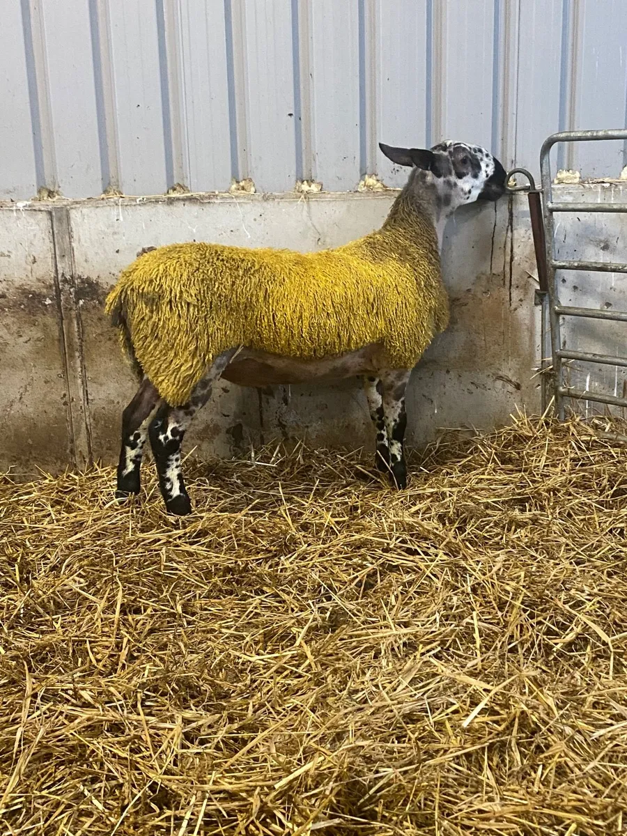 Livestock - Image 3