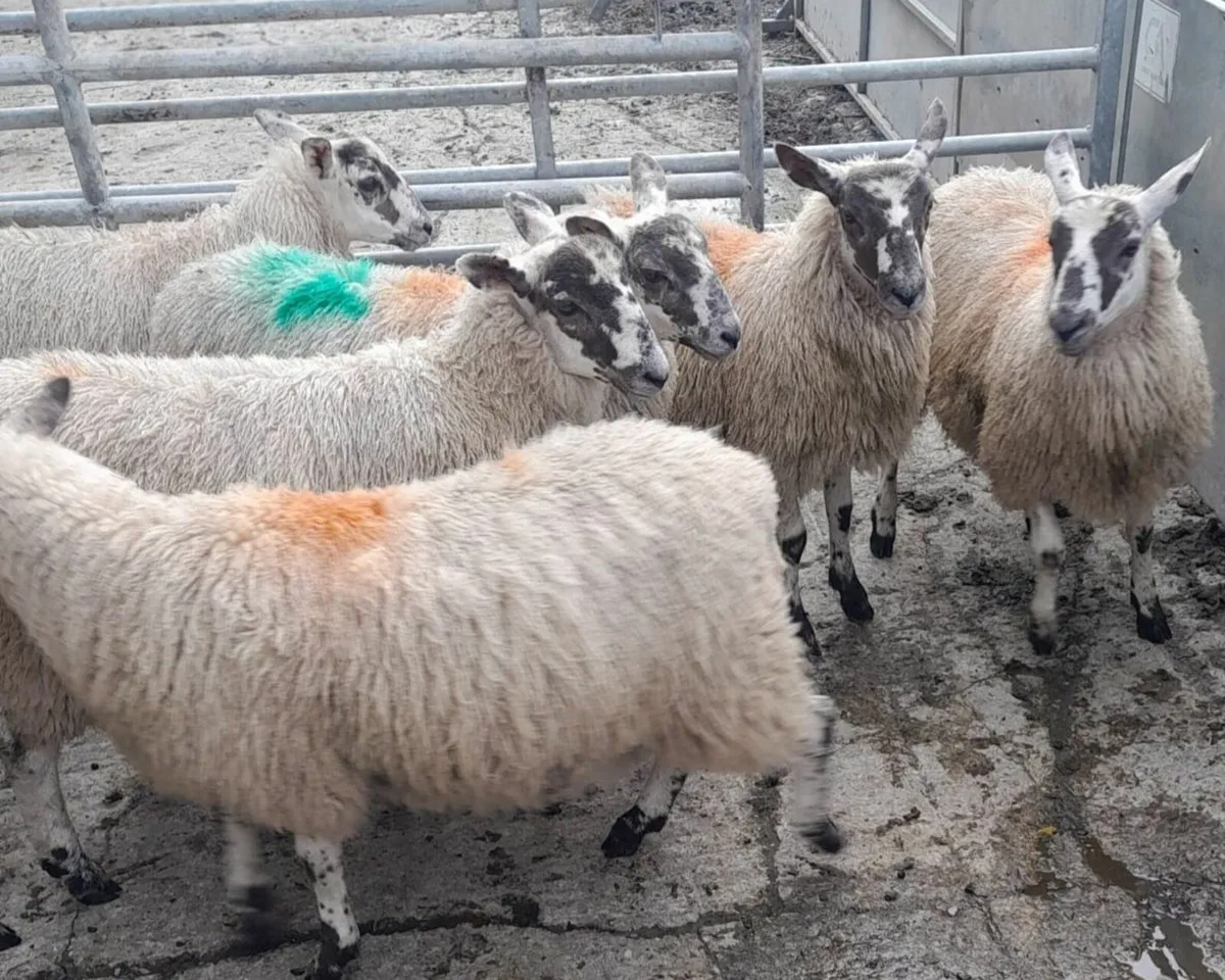 Mule Ewe Lambs - Image 2