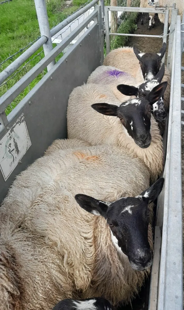 Mule Ewe Lambs - Image 1