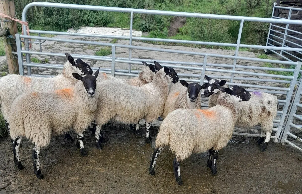 Mule Ewe Lambs - Image 3